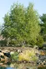 Salix matsudana 'Tortuosa', Korkenzieher-Weide, 60–100 cm Produktbild-Vorschau 3