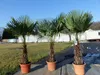 XXL Palme winterhart 180 cm Trachycarpus fortunei, Produktbild-Vorschau 7
