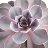Echeveria Perle von Nürnberg - velká rastlina v 12cm hrnci Náhľad obrázku produktu 3