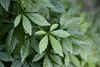 SAFLAX  - La plante de l’immortalité - 30 graines - Voir les images du produit 4