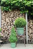 Cesmína vroubkovaná pyramida FloraSelf Ilex crenata 'Jenny' Náhled obrázku produktu 1