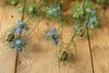 SAFLAX - BIO - čierny kmín - Nigella sativa - 300 Semená Náhľad obrázku produktu 9