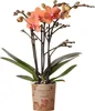Kolibri Phalaenopsis Orchidee Mineral Bolzano, Orange - Produktbild-Vorschau 1