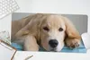 MuchoWow® Mauspad Mousepad Ein liegender Golden Retriever Produktbild-Vorschau 5