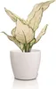 Lechuza Obal Classico Color Deco, průměr 10 cm, bílá Náhled obrázku produktu 5