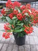 Skimmia japonica Winnies Dwarf - Japanische Skimmie - Produktbild-Vorschau 3