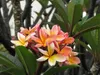Frangipanier (Plumeria rubra) - 5 graines Voir les images du produit 2