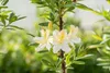 Rhododendron luteum 'Daviesii', gelb, 50–60 cm Produktbild-Vorschau 9