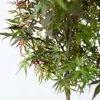 A close-up of a Japanese maple tree with green and reddish-purple leaves. Podgląd zdjęcia produktu