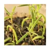 10x Drosanthemum speciosum Sukkulent Garten Pflanzen - Produktbild-Vorschau 6