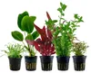 Pflanzen Set mit 5 Einsteiger Topf Aquarium Wasserpflanzen Produktbild-Vorschau 1