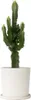 Wilczomlecz wielki - Euphorbia ingens - Wysokość 50-60cm - Podgląd zdjęcia produktu 7