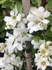 Exochorda hybr. 'The Bride' - Perlbusch, Zierstrauch 50 - Podgląd zdjęcia produktu 1