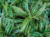 Gardners Chlorophytum Comosum, priemer 11-12 cm Náhľad obrázku produktu 2