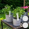 Bloomique - 3er Set - Pelargonium Graveolens - Produktbild-Vorschau 2