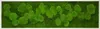 Moosbild 140x40cm 50% Flachmoos/ 50%Kugelmoos (weiß) Produktbild-Vorschau 1