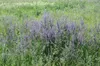 Salvia pratensis, Wiesensalbei, violett, ca. 9x9 cm Topf Produktbild-Vorschau 3