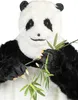 A close-up shot of a person in a panda costume holding bamboo. Podgląd zdjęcia produktu