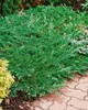 Juniperus horizontalis 'Prince of Wales', Kriech-Wacholder, Produktbild-Vorschau 7