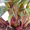 Scilla violacea "Leopard Lily" - Tijgerbloem, 12 cm Productafbeelding-voorbeeld 2