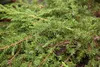 Juniperus communis 'Green Carpet', Wacholder, grün, 20–30 Produktbild-Vorschau 4