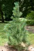 Pinus cembra, Zirbelkiefer, 60–70 cm Produktbild-Vorschau 6