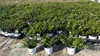 10 sztuk Ilex crenata Stokes żywopłot bukszpan zamiennik Podgląd zdjęcia produktu 4