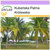 SAFLAX - Kubańska Palma Królewska - 8 Nasiona - Roystonia Podgląd zdjęcia produktu 7
