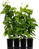 Four potted kiwi plants are arranged in a row against a white background. Produktbild-Vorschau