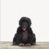MuchoWow® Poster Kind - Affe - Schimpanse - Babytiere - Produktbild-Vorschau 1