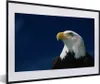 MuchoWow® MuchoWow® Gerahmtes Poster Ein Weißkopfseeadler Produktbild-Vorschau 1