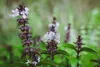 SAFLAX - BIO - Bazalka thajská - Ocimum basilicum - 250 Náhľad obrázku produktu 5