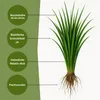 Bestellartikel Deutsches Weidelgras (lolium perenne) | 1kg Produktbild-Vorschau 2