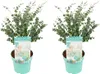 Bloomique - Lot de 2 - Eucalyptus Gunnii Azura - Eucalyptus Voir les images du produit 1