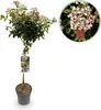 Viburnum tinus Immergrüner Schneeball Stamm-Pflanze Ø19cm Produktbild-Vorschau 1