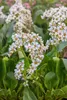Stauden Gänge 1 x Bergenia cordifolia ‚Beach' - Bergenie - Produktbild-Vorschau 5