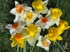 Narzissen Grosspackung Mix Blumenzwiebeln Blumenzwiebeln Produktbild-Vorschau 9
