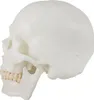 Schädel Anatomie Lebensgroß Modell Skelett Anatomisches Produktbild-Vorschau 2