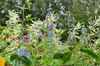 6 x Salvia uliginosa 'African Skies' - hvězdicový mech - Náhled obrázku produktu 3