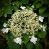 Kletterhortensie (Hydrangea anomala Petiolaris/Hortensie) Produktbild-Vorschau 4