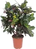 Croton Magnificent - Codiaeum Magnificent - pokojová Náhled obrázku produktu 1