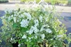 Spiraea vanhouttei - Spiraea nuziale 30- 40 cm - Anteprima dell’immagine prodotto 2
