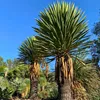 Exotická semena - Yucca Carnerosana - balení 5 ks - Náhled obrázku produktu 6