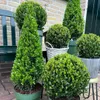 Ilex crenata Pyramid - ↨55 cm - Ø21 cm - Stálezelený, Náhľad obrázku produktu 4