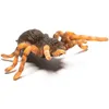 INSEKTEN: Mexican Redknee Tarantula 8 X 8,7 CM Produktbild-Vorschau 5