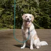 AdroitGoods Hundeleine - 200 cm - Hundeleine - Laufleine - Produktbild-Vorschau 2