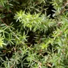 Sada 4 rastlín Manuka – Leptospermum scoparium „Snow Náhľad obrázku produktu 2