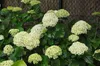 Hydrangea arb. 'Annabelle' - Ballhortensie 'Annabelle' 30- Anteprima dell’immagine prodotto 3