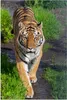 MuchoWow® Poster Tiger - Gras - Tiere 60x90 cm - Produktbild-Vorschau 1