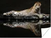 MuchoWow® Poster Leopard - Wasser - Wald 160x120 cm - Foto Produktbild-Vorschau 1